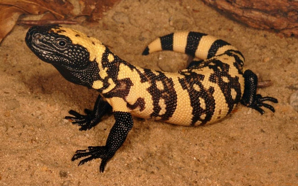 Аризонский ядозуб