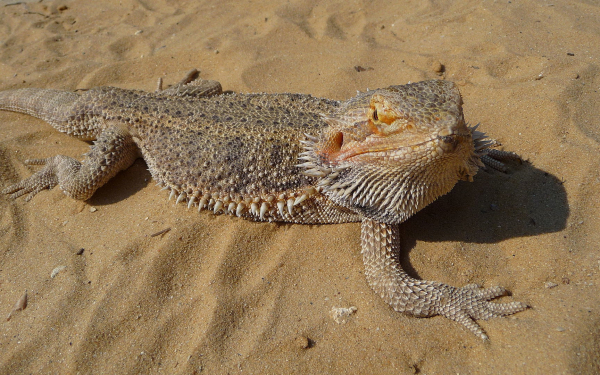Бородатая агама на песке