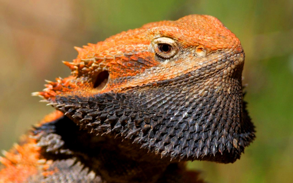 Бородатая агама