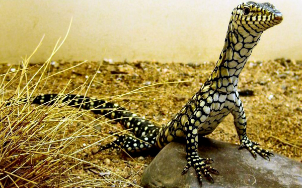 Варан Перенти