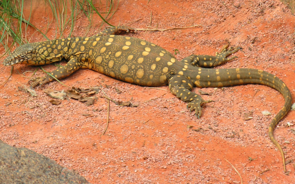Гигантский варан
