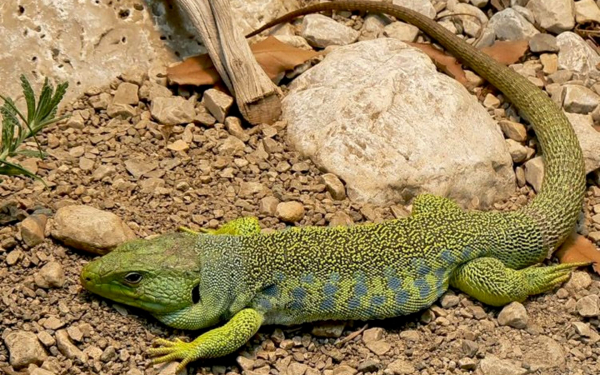 Жемчужная ящерица