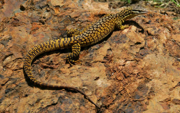 Кольцехвостый варан