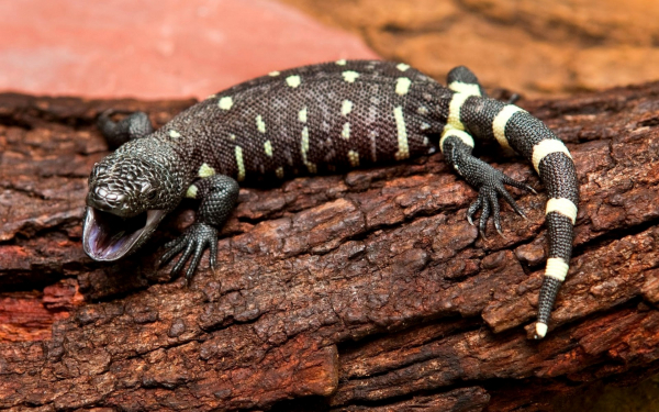 Мексиканский ядозуб