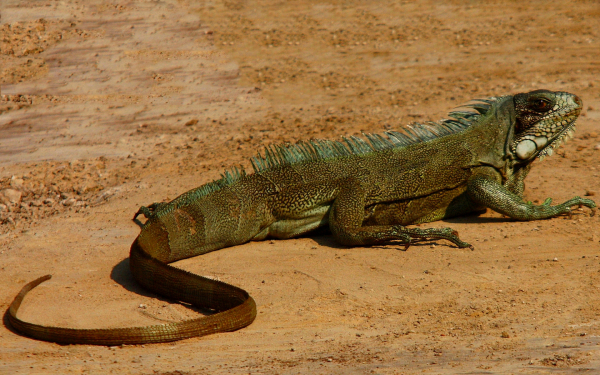 Пустынная игуана