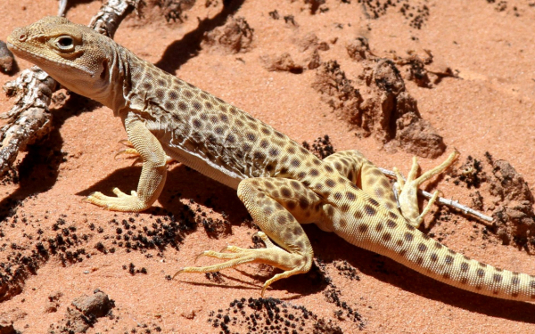 Пустынная ящерица