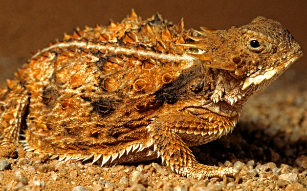 Рогатая жабовидная ящерица