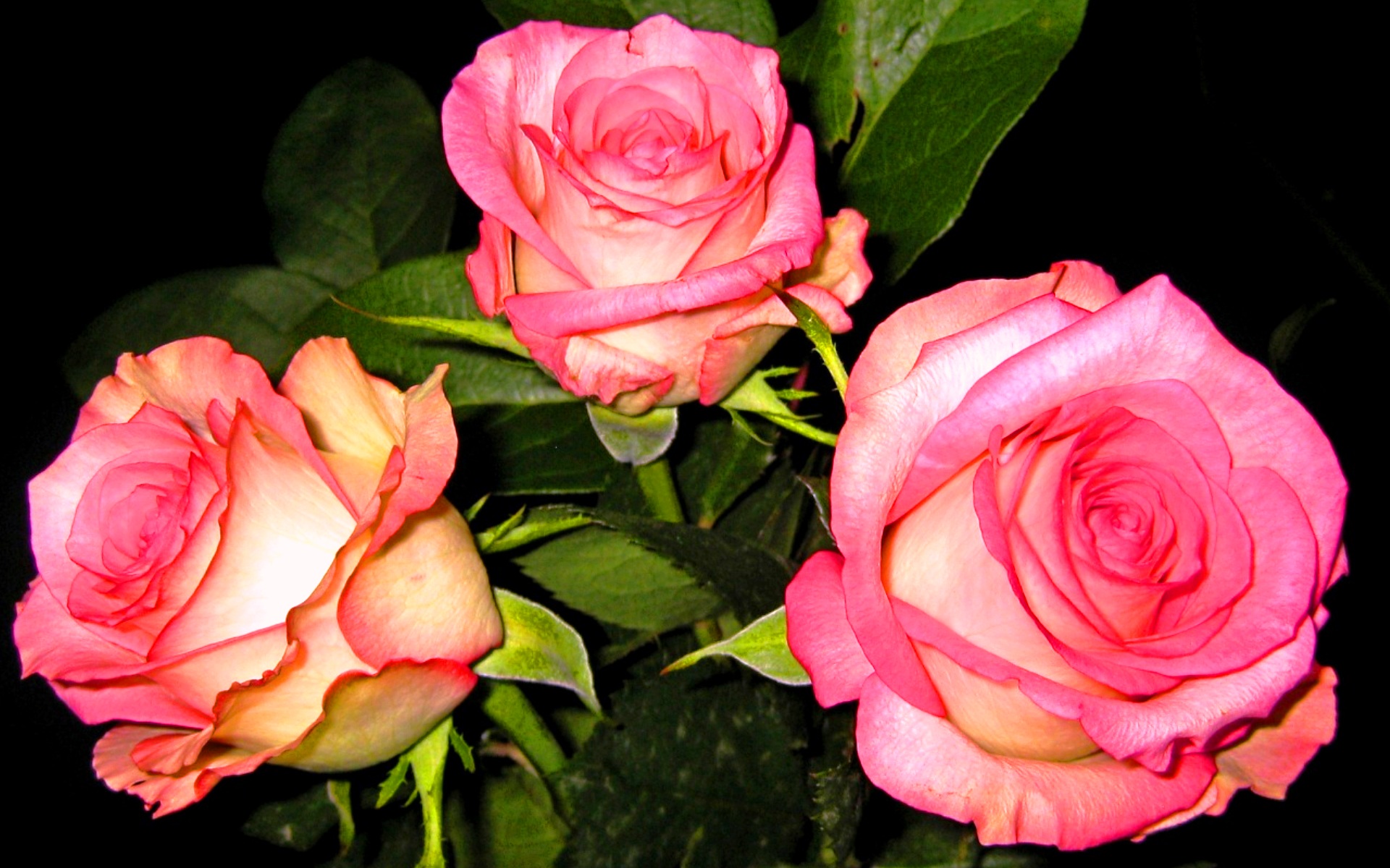 Три Розы Фото