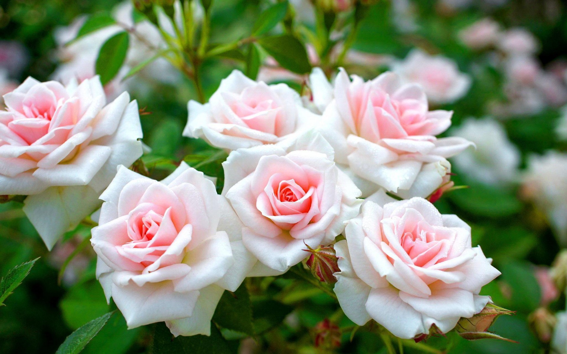 Бело Розовые Фото