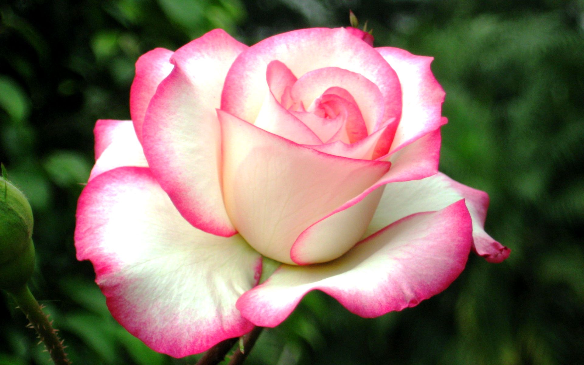 Бело Розовая Роза Фото