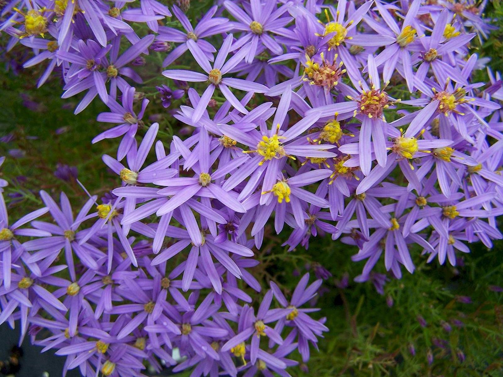 Астра очитколистная (Aster sedifolius)