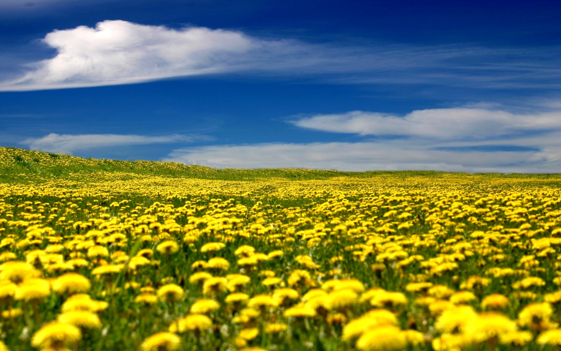 Одуванчиковое поле жёлтое