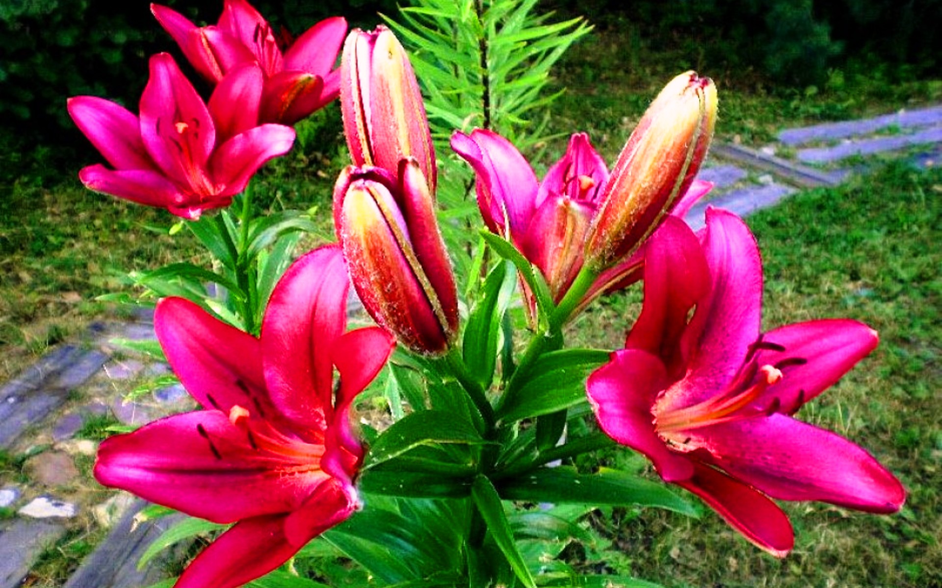 Лилии аполло. Лилия азиатская каскавель. Лилия ла-гибрид калабрия. Лилия виннинг джой. Лилия аполло.