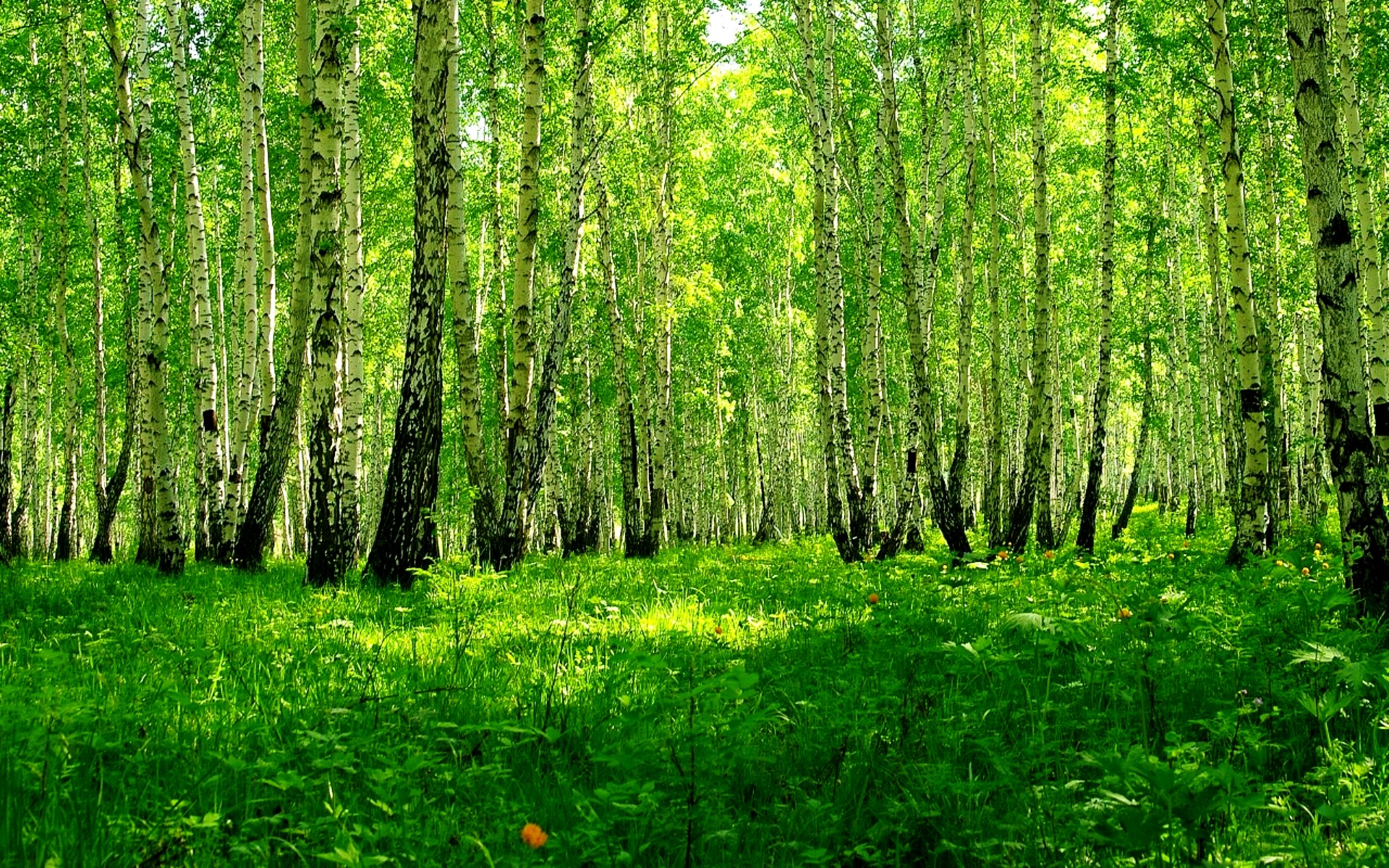 Зеленеет березка. Лес Березовая роща. Березовый лес Брянск. Летний лес. Зеленый лес.