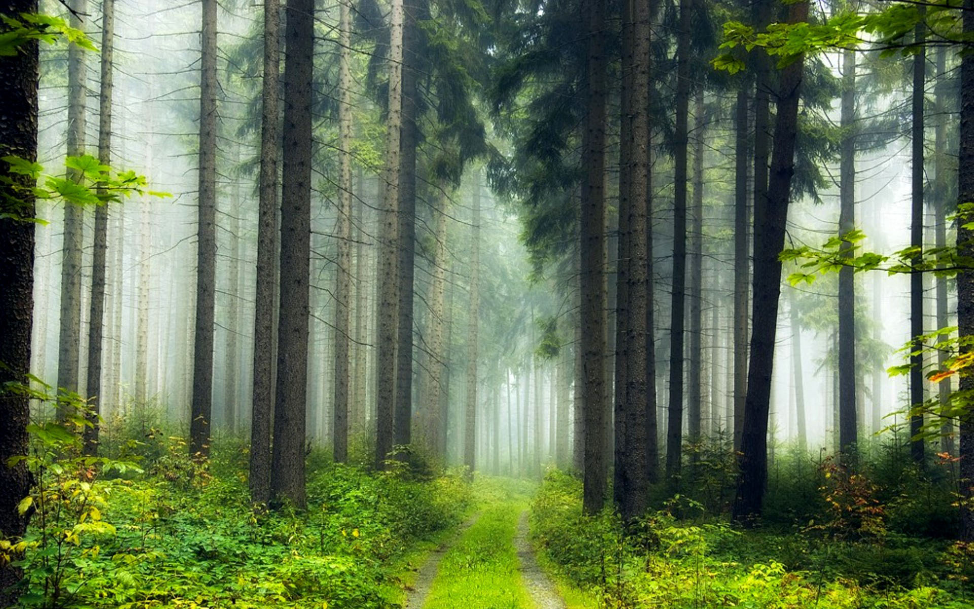 Все леса хороши с их. Красивые леса. Природа алтайского края лес. Лес картинки. Все леса хороши с их.