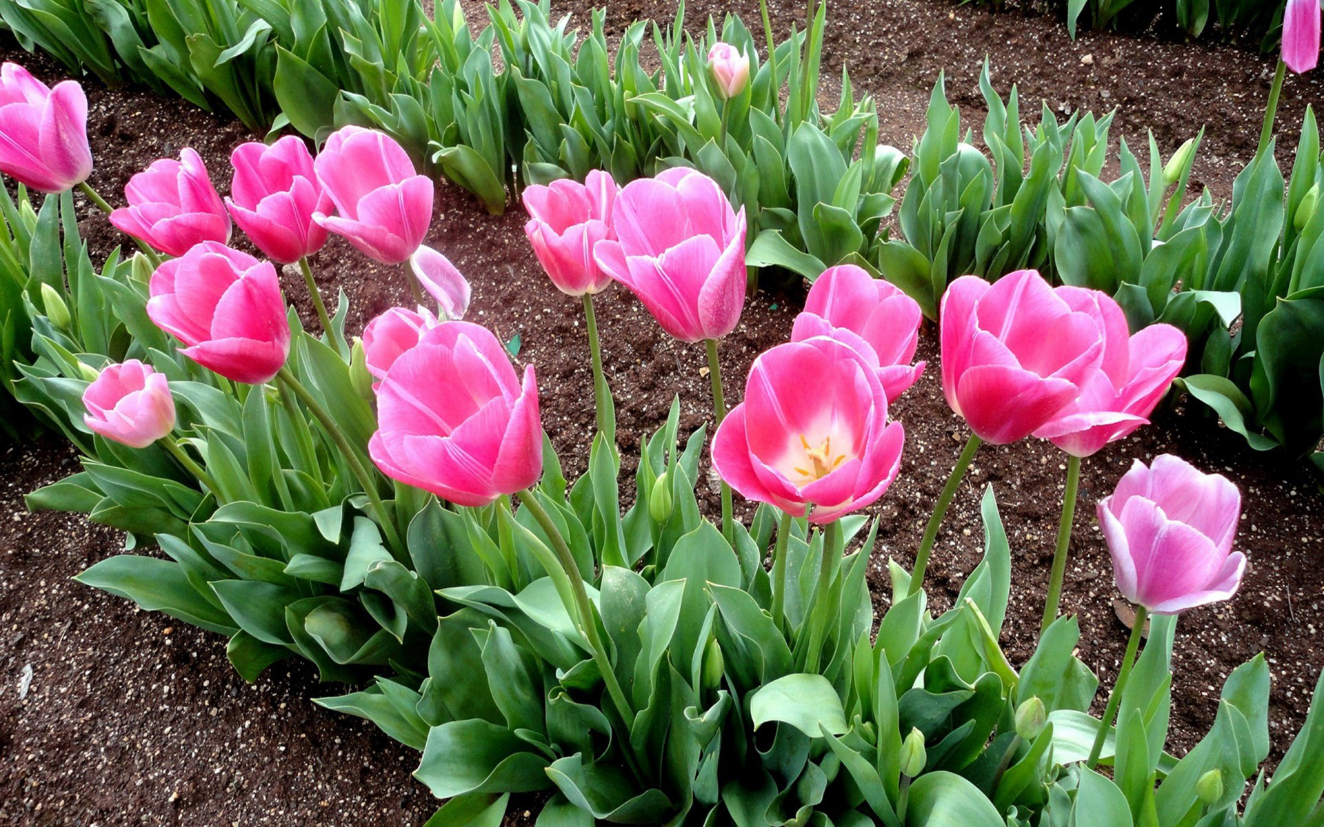 Будут ли цвести тюльпаны посаженные весной