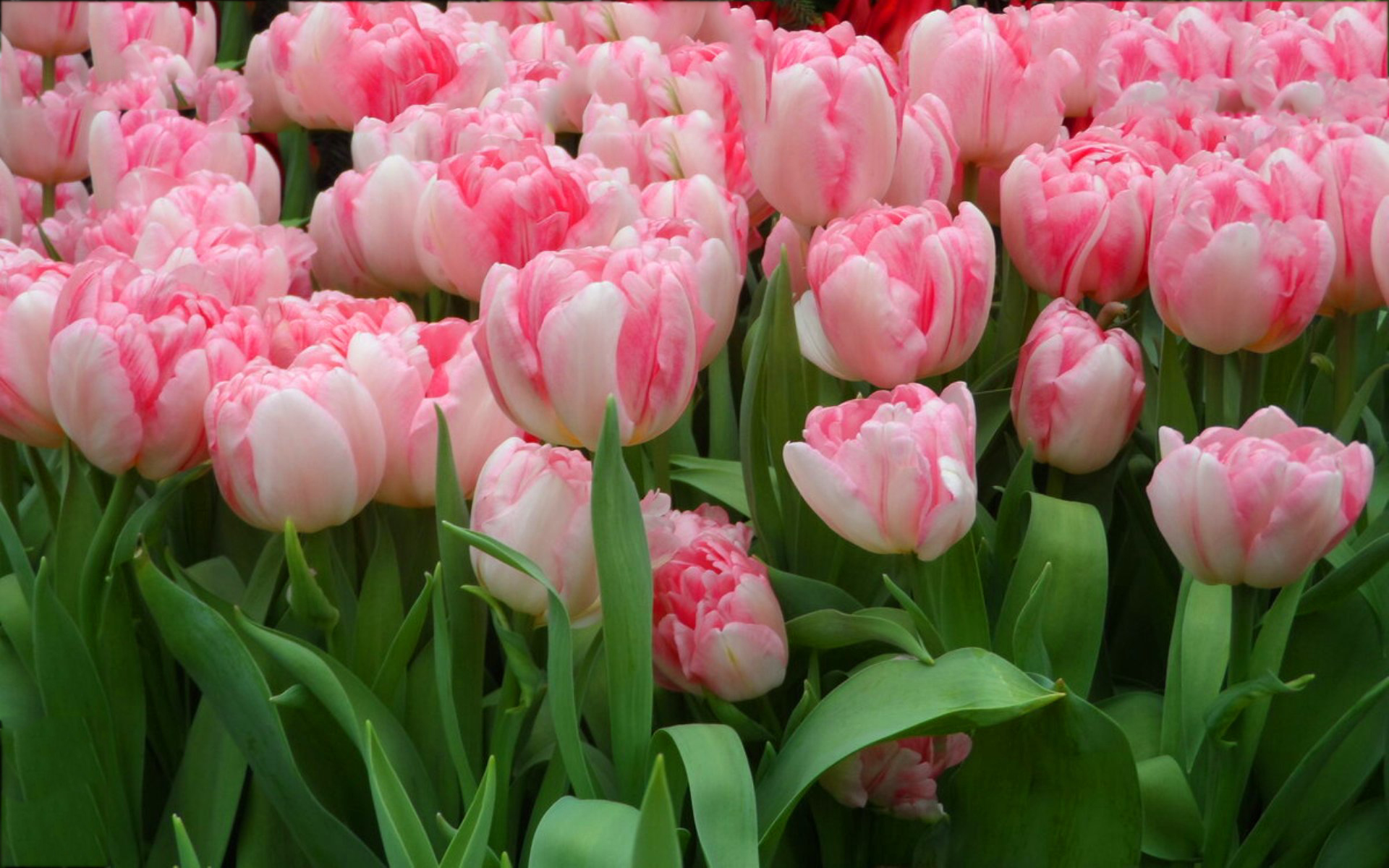 Тюльпан махровый шугар. Тюльпан дабл шугар. Тюльпан махровый дабл шугар. Тюльпан триумф негрита. Тюльпан дабл шуга эксклюзив.