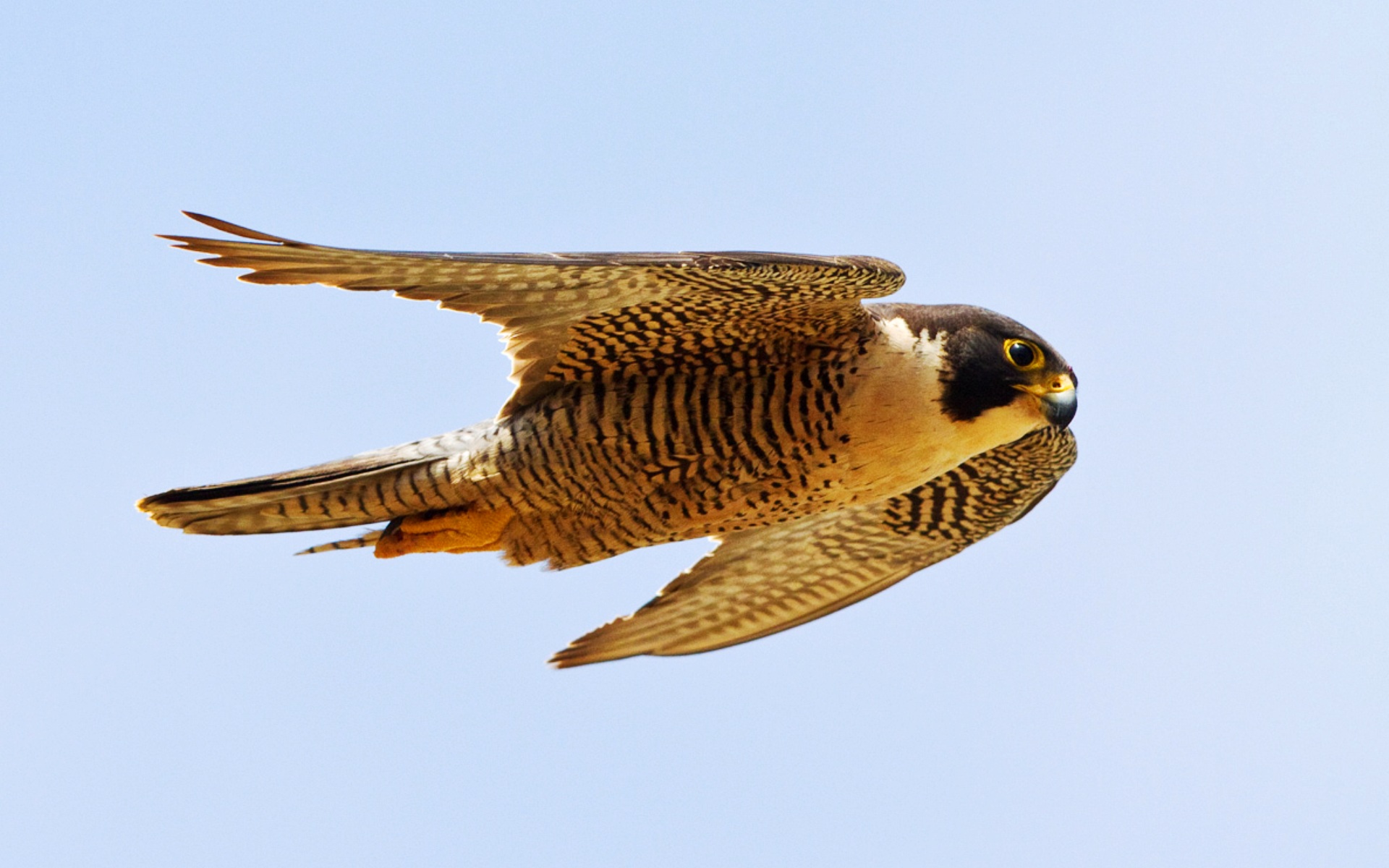 Fast bird. Сокол Сапсан. Сокол Сапсан птица. Хищные птицы Сокол Сапсан. Сокол Сапсан скорость полета.