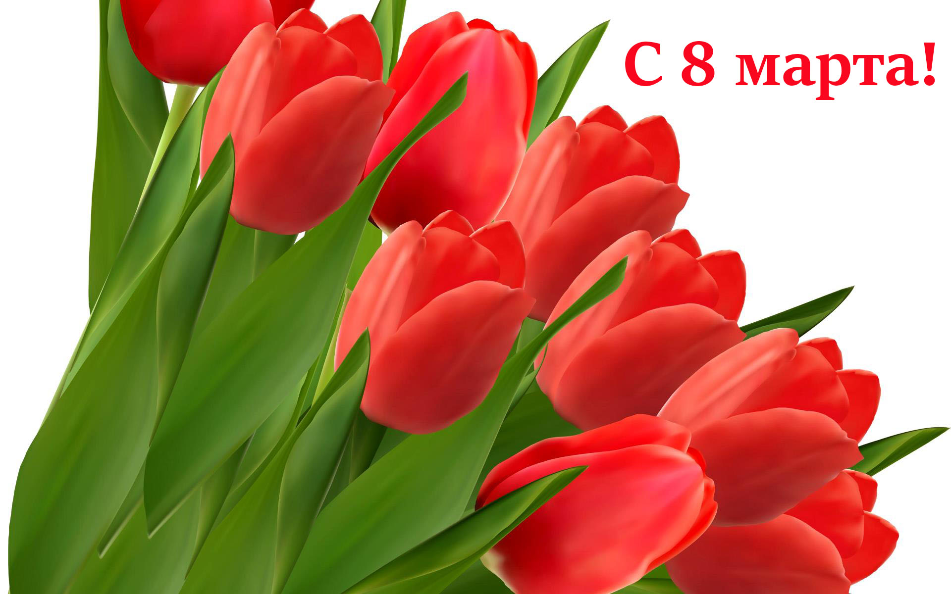 Цветочная открытка в день 8 марта с розовыми тюльпанами на фоне