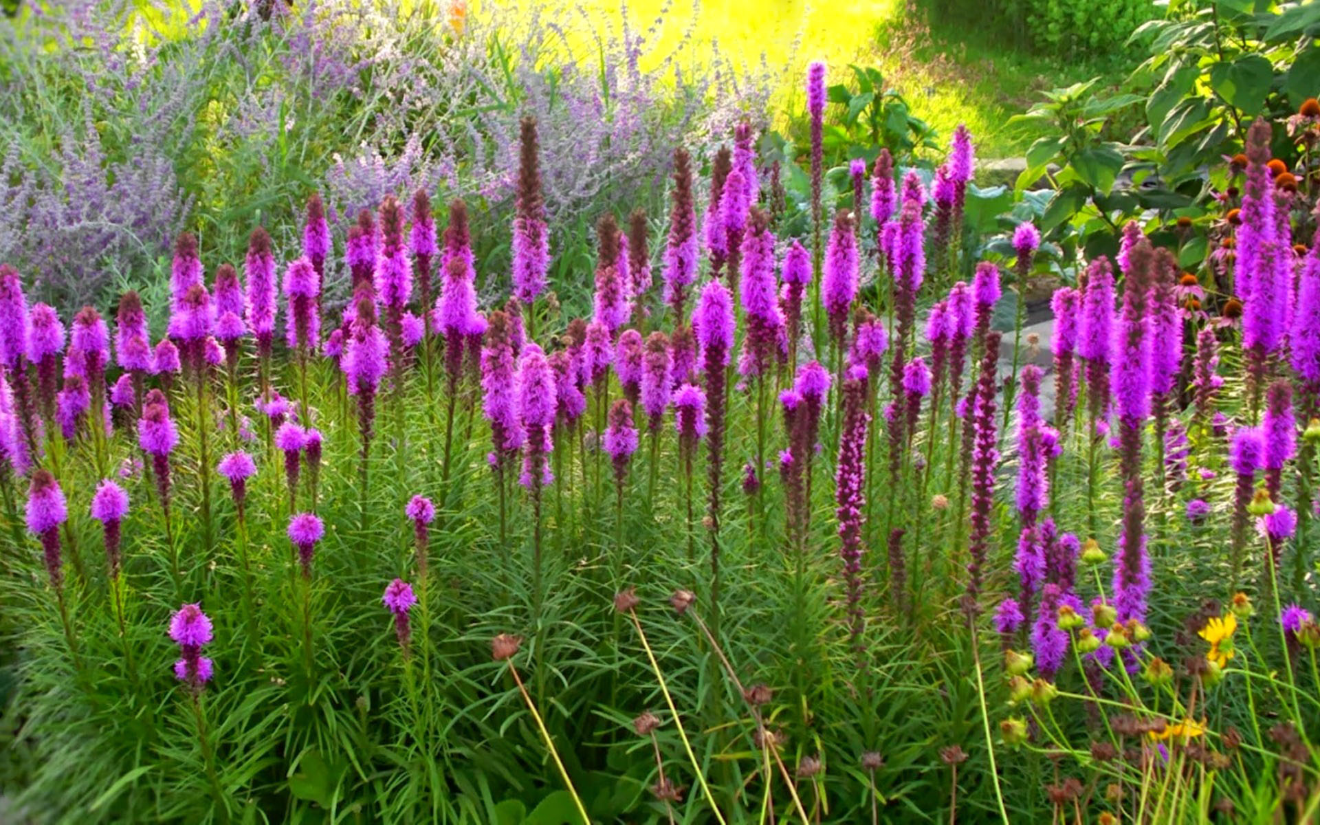 Лиатрис изящная