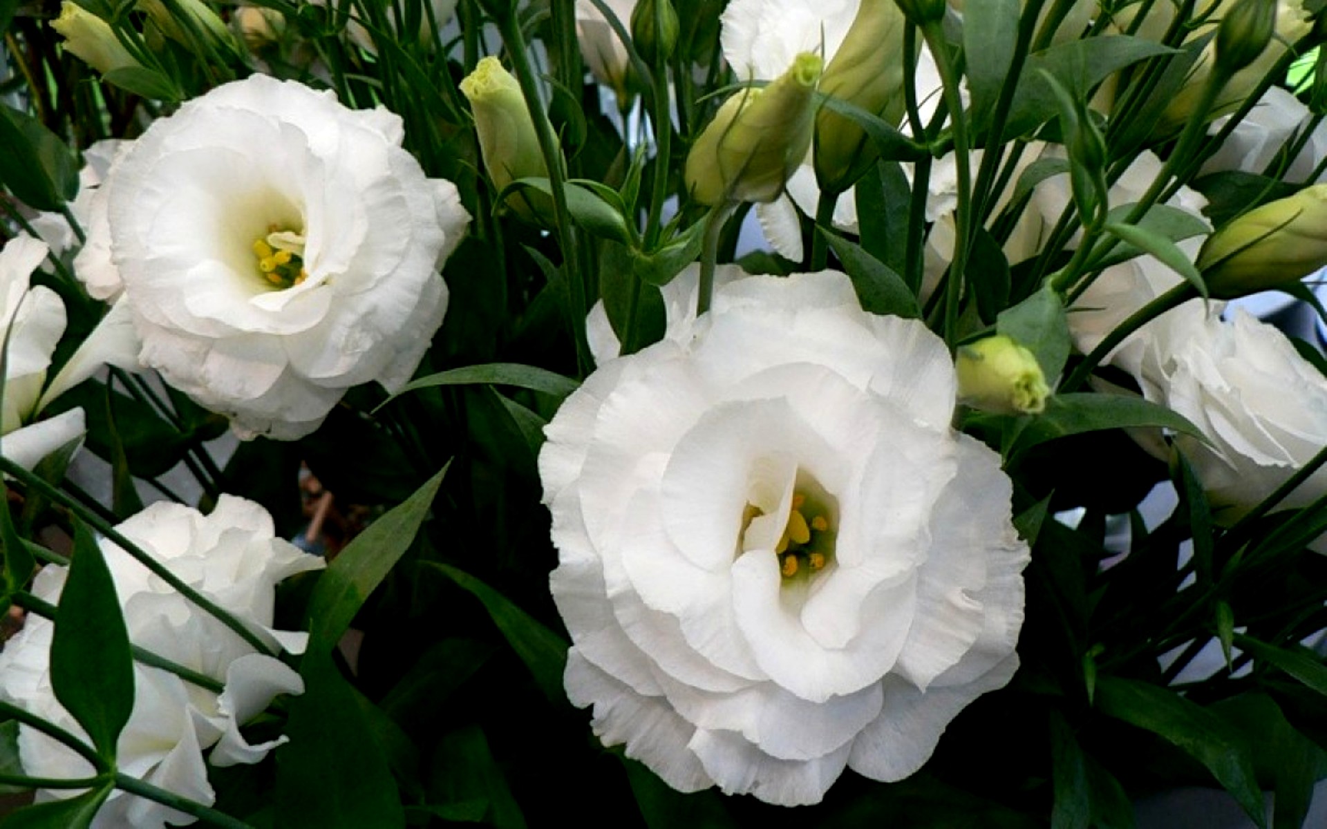 Ком цветы похожие на. Эустома лизиантус махровая. Эустома (Lisianthus). Эустома сапфир махровая белая. Эустома Корелли Вайт.