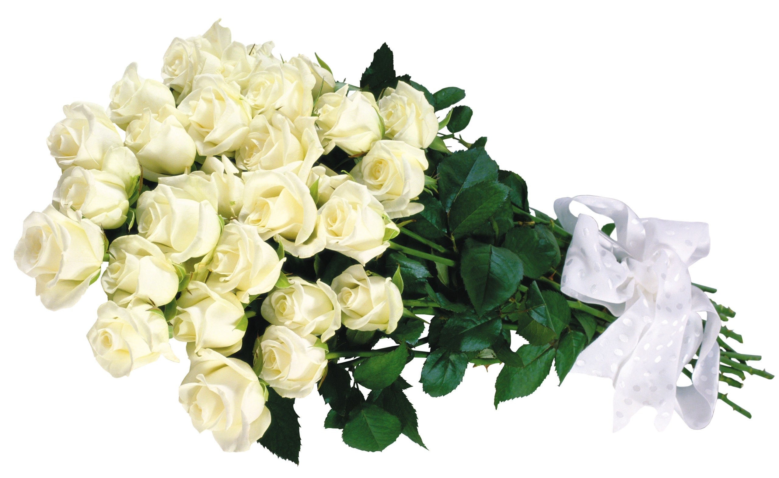 Белый Розы Фото Скачать Бесплатно