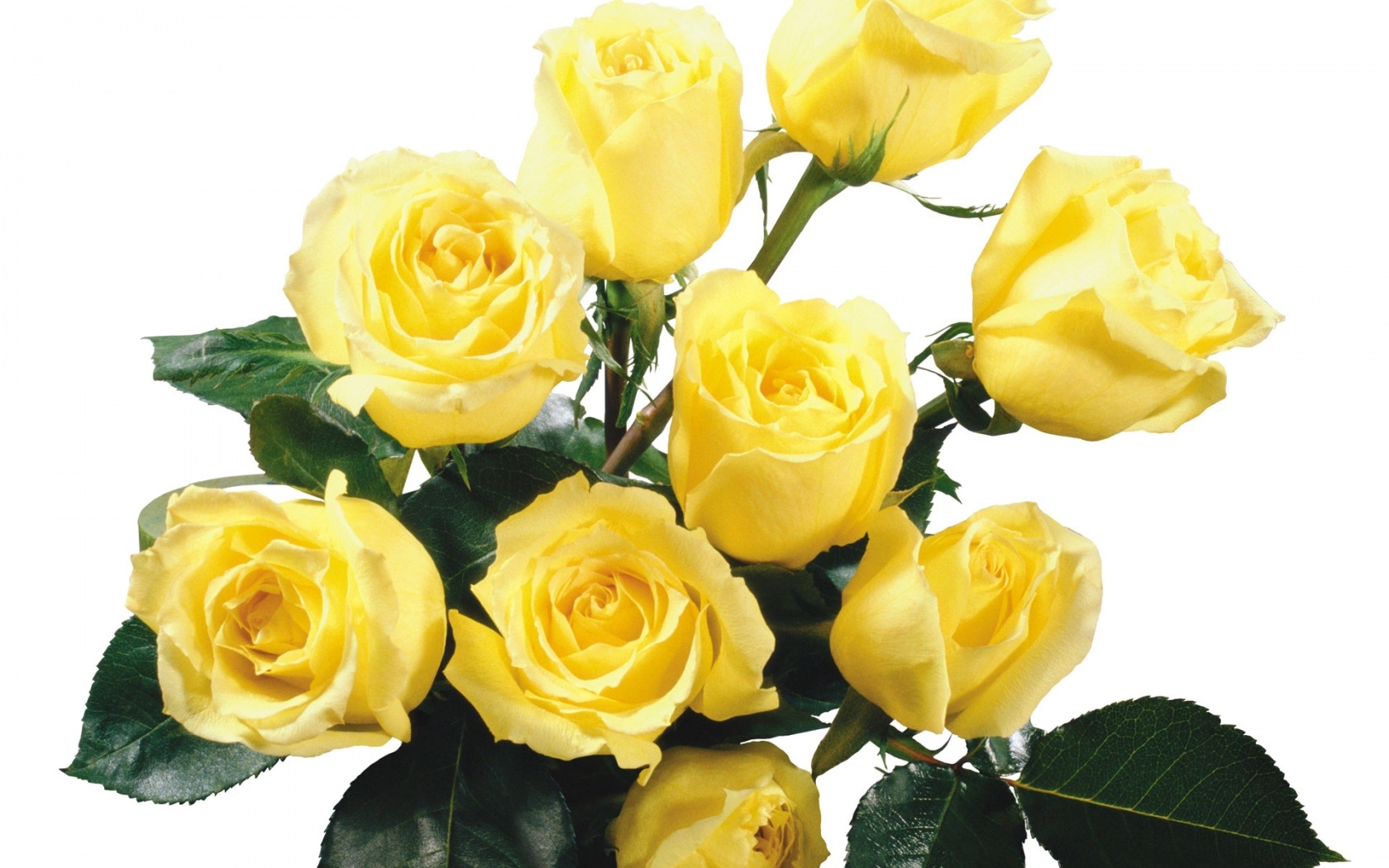 Красивый Букет Желтых Роз Фото
