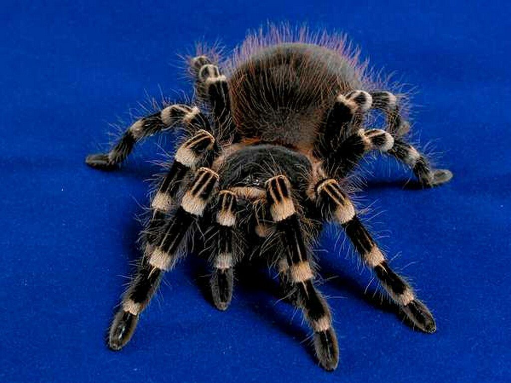 брахипельма смити хелицеры. скакунчик тарантул. к чему снится черный мохнатый паук. паук птицеед черный. к чему снится черный мохнатый паук.