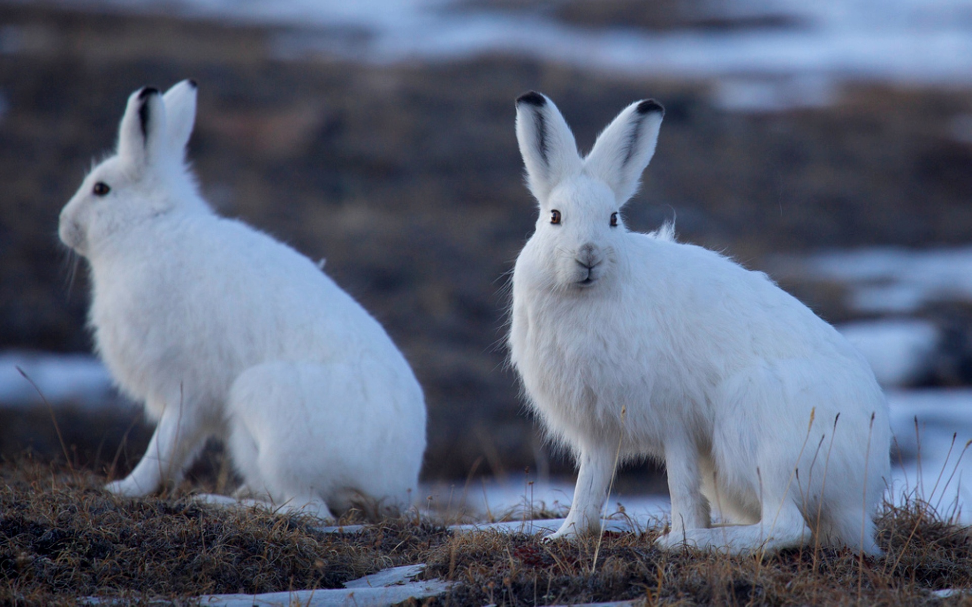 Заяц-Беляк – Lepus timidus Linnaeus, 1758