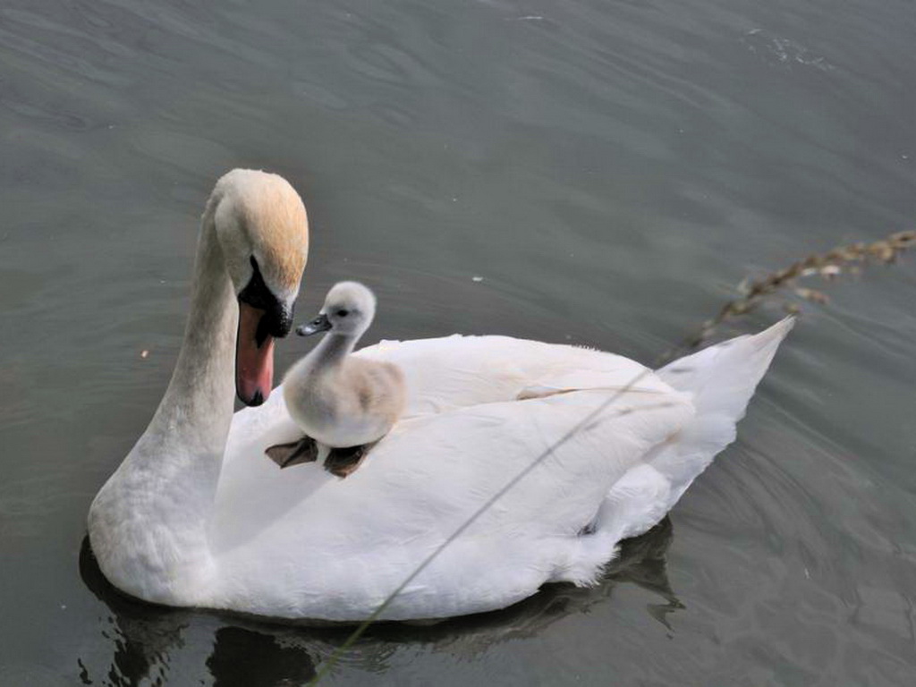 http://www.kartinki24.ru/uploads/gallery/main/286/kartinki24_ru_birds_swans_0006.jpg