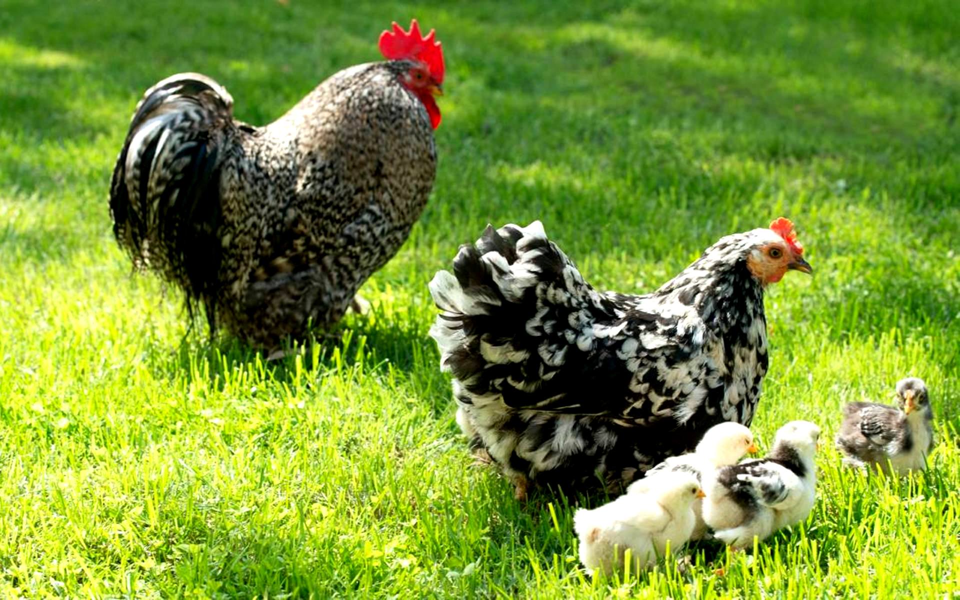 Семья куре. Куры и цыплята. Семейство курочек. Курица Рябая с цыплятами. Курица с цыплятами фото.