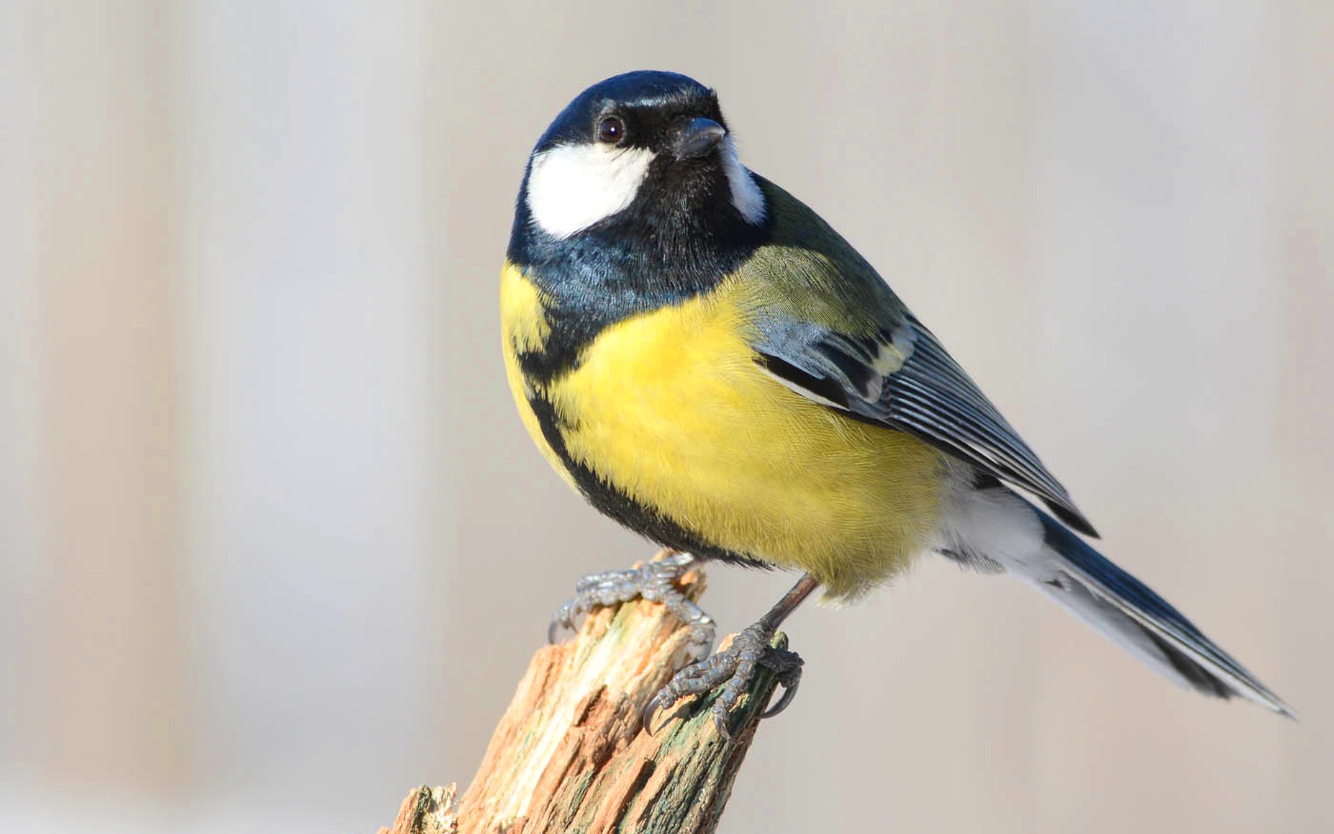 Роль синицы. Синица лазоревка. Большая синица Parus Major. Большая синица и синица лазоревка. Сибирская синичка.