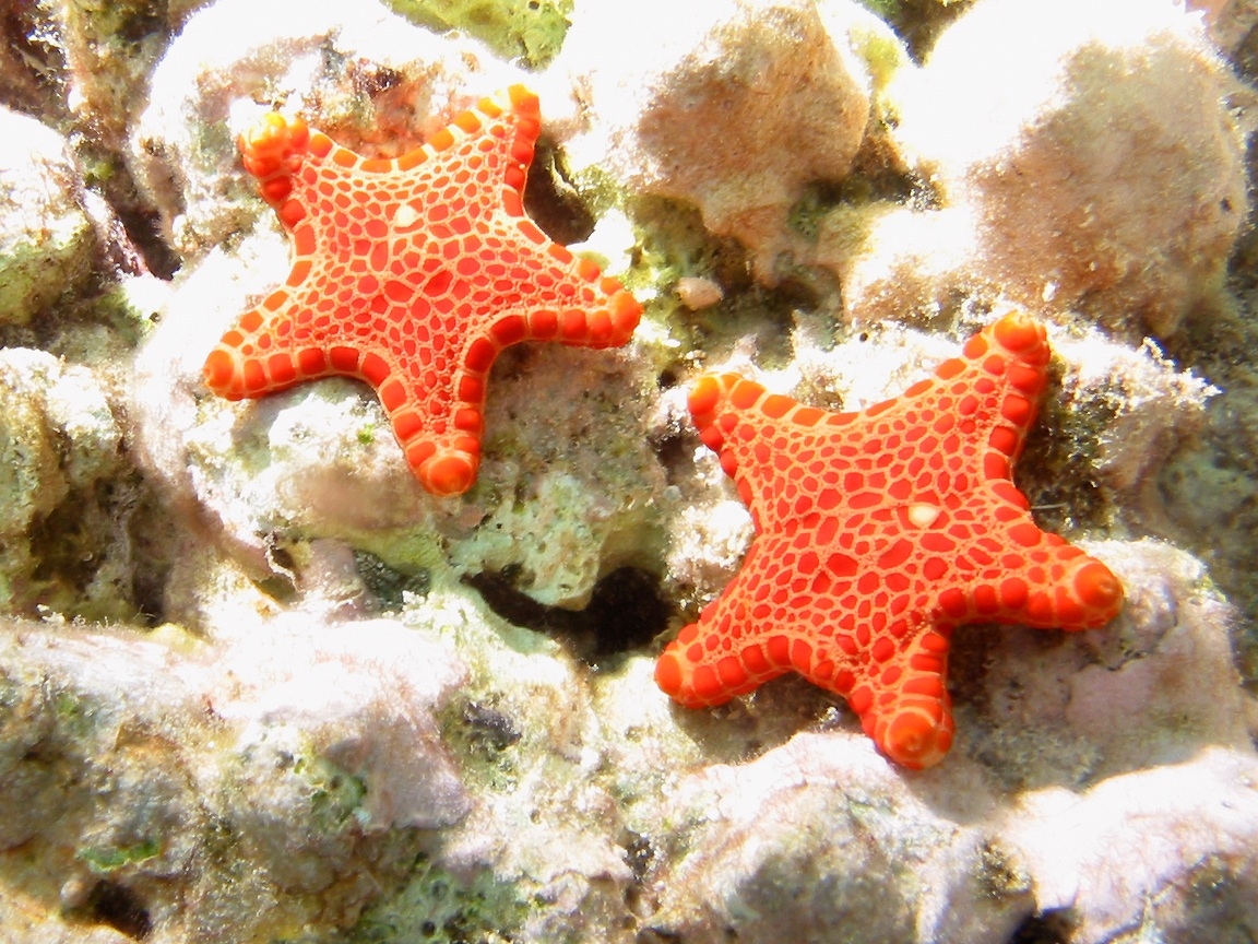 Морские звезды на дне. Морская звезда. Морская звезда красивая. Морская звезда и кораллы. Мелкие морские звезды.