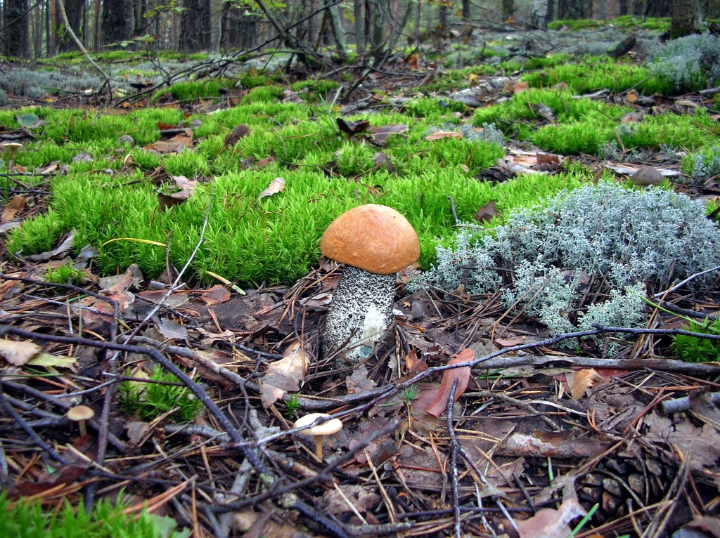 грибная поляна в лесу. опята рябыши. поляна белых грибов. грибы растут в лесу. леса где растут грибы.