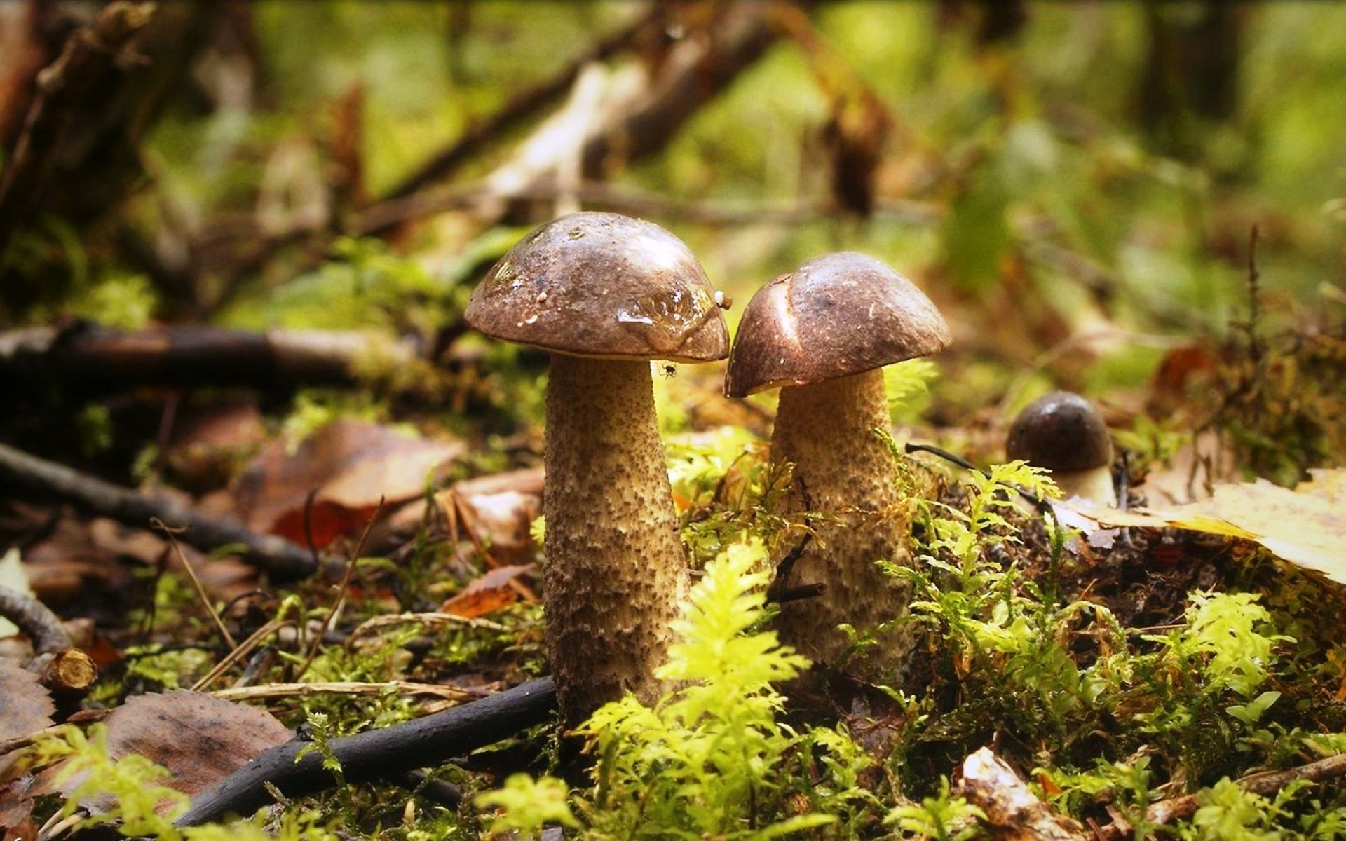 Съедобный гриб в лиственных лесах. Говорушка ворончатая съедобная. Грибы лиственного леса. Грибы лиственного леса. Грибы широколиственных лесов.