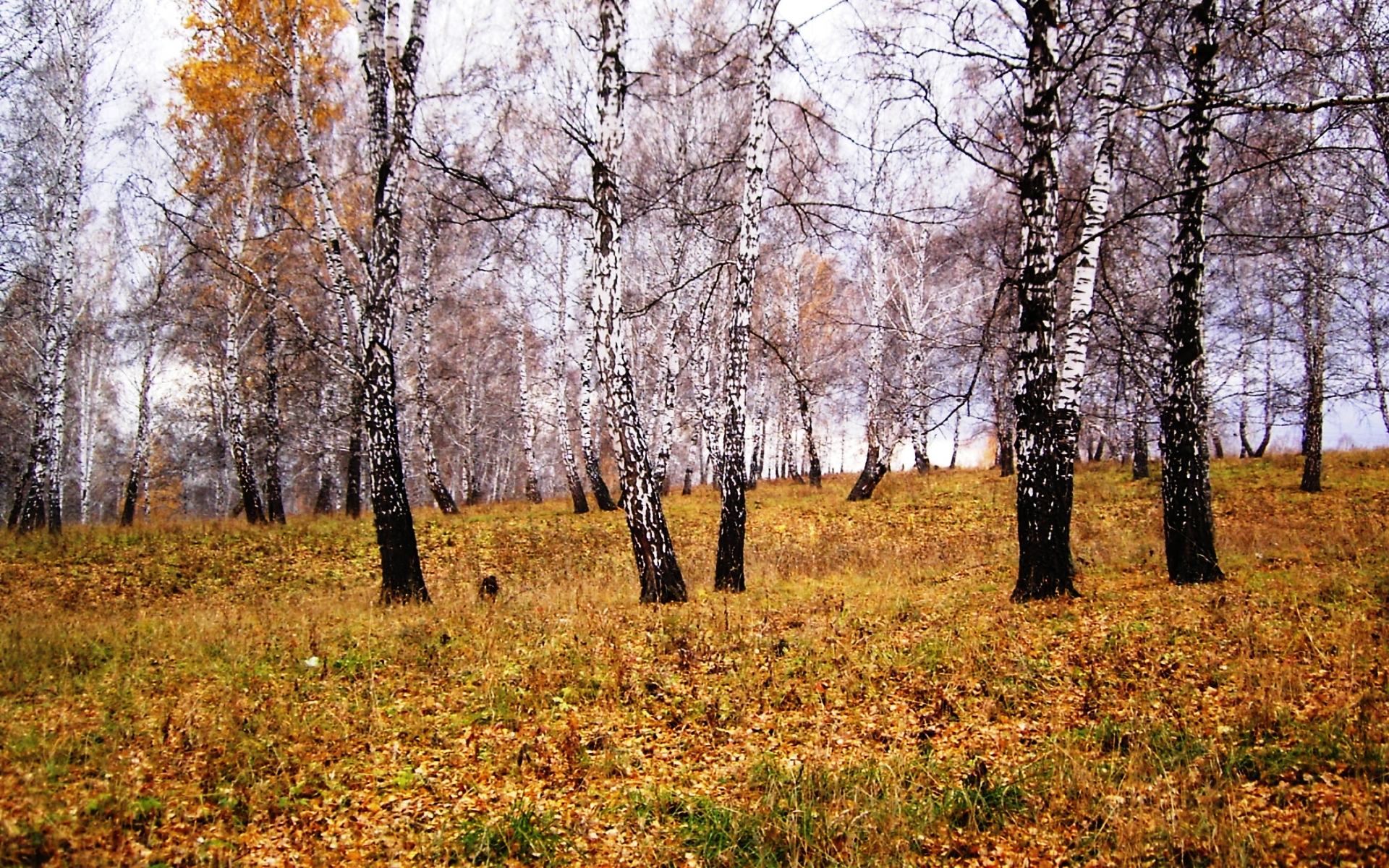 Облетевшей березке. Поздняя осень. Поздняя осень в лесу. Лес поздней осенью. Лес в ноябре.
