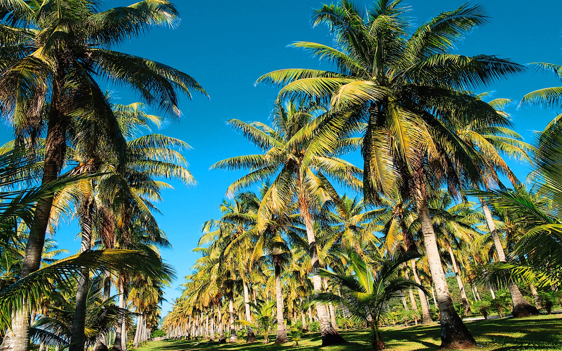 тропика на телефон. море горы пальмы. природа пальмы. пальмы тропики. тропические пальмы.