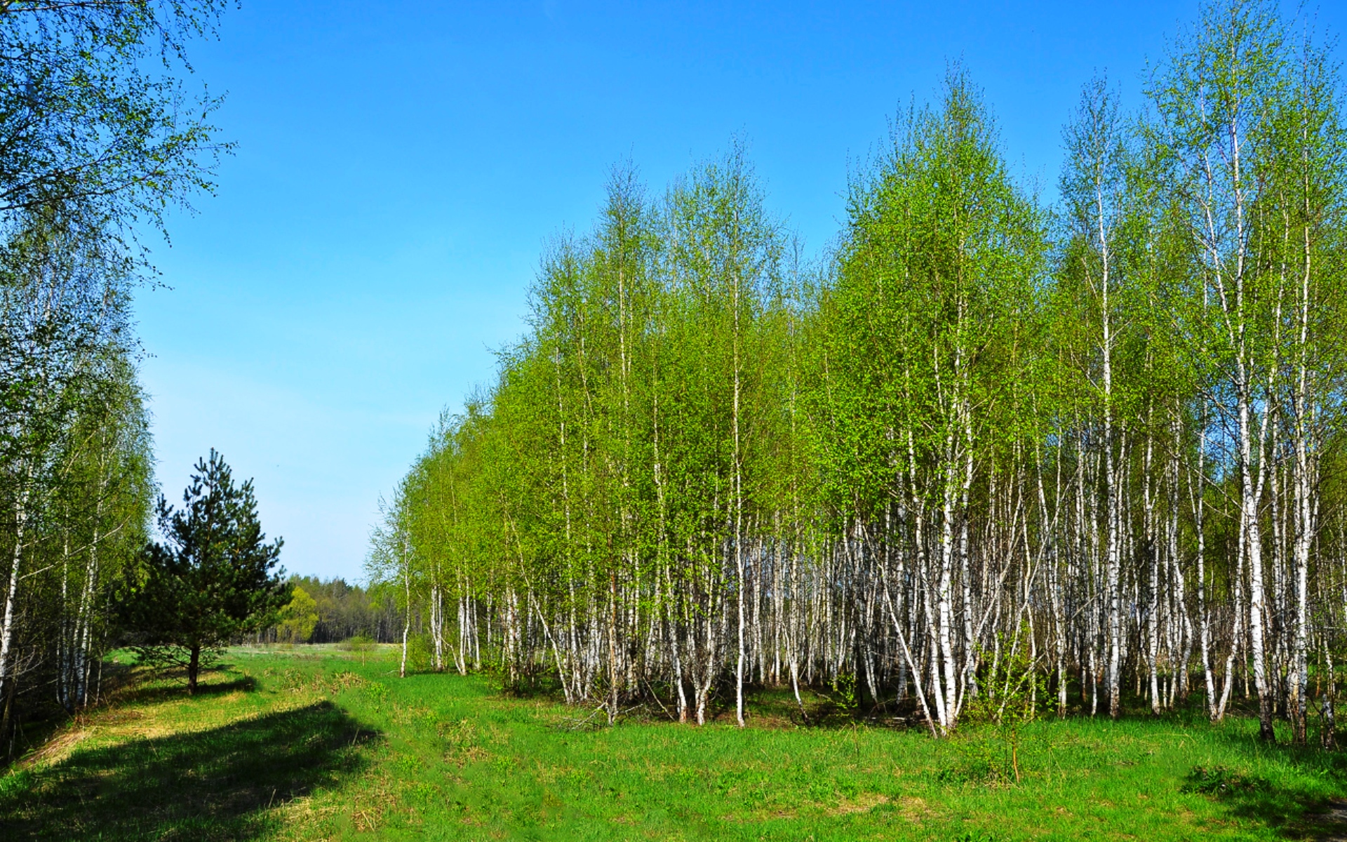 Березки белгородская область