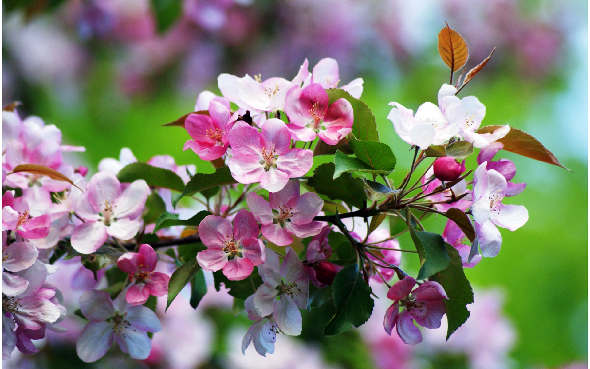 Яблоки цветы весны. Яблоневый цвет (Malus domestica). Майские яблони. Malus цветы.