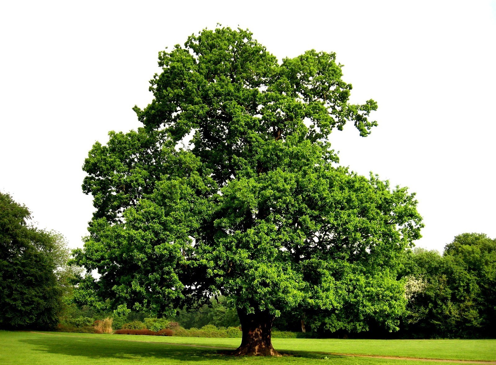 Картинка Дерево лето » Деревья » Природа » Картинки 24 - скачать картинки  бесплатно