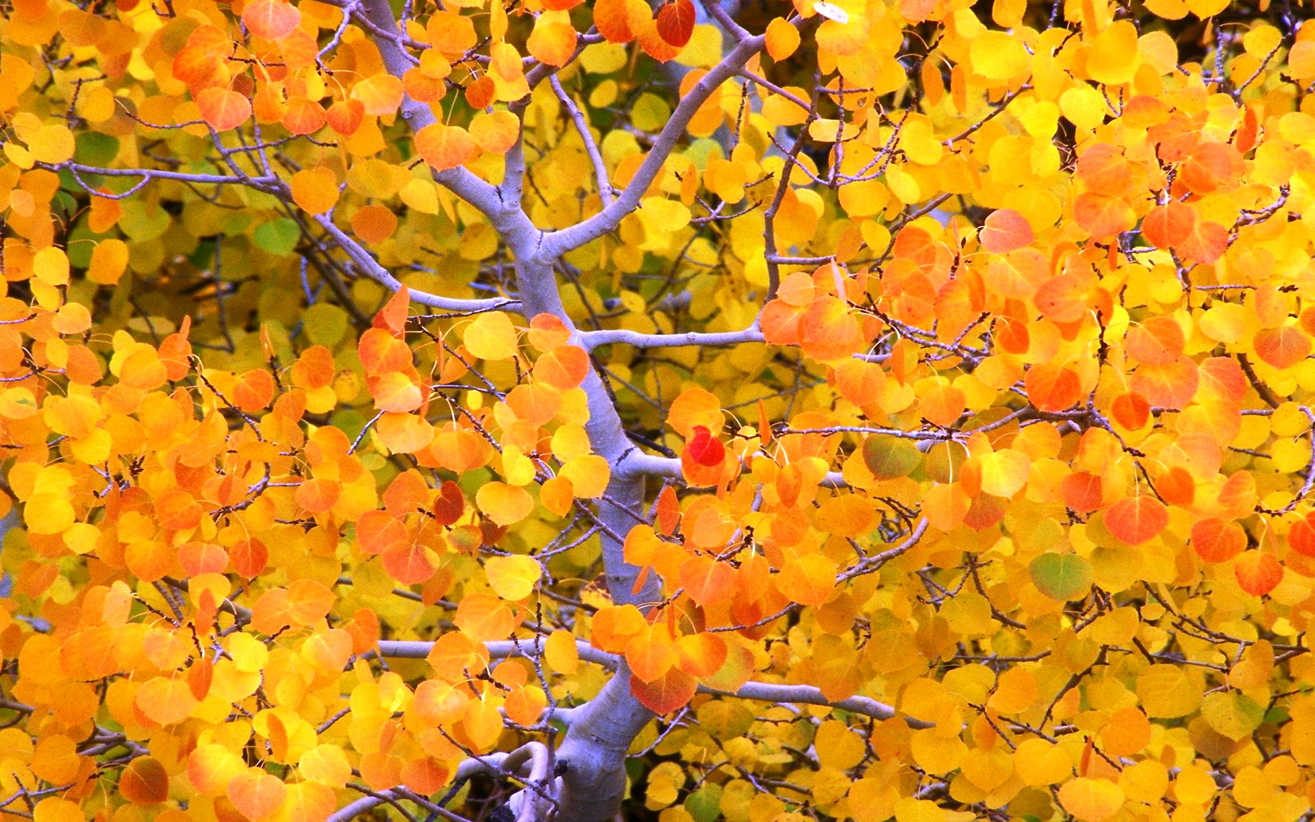 Осенний Лист Осины Фото