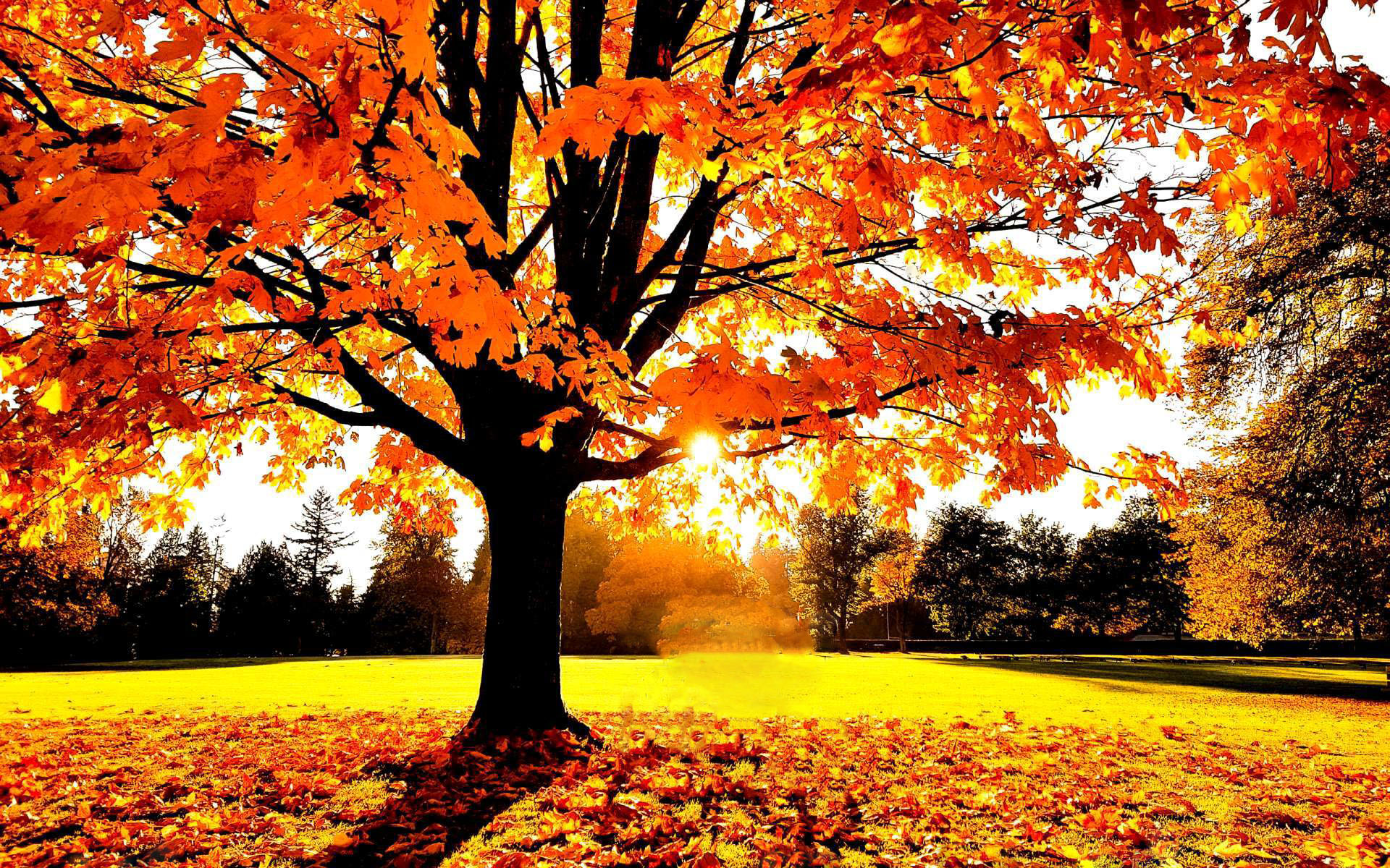 Картинка Осенняя картинка » Осень картинки скачать бесплатно (276 фото) -  Картинки 24 » Картинки 24 - скачать картинки бесплатно