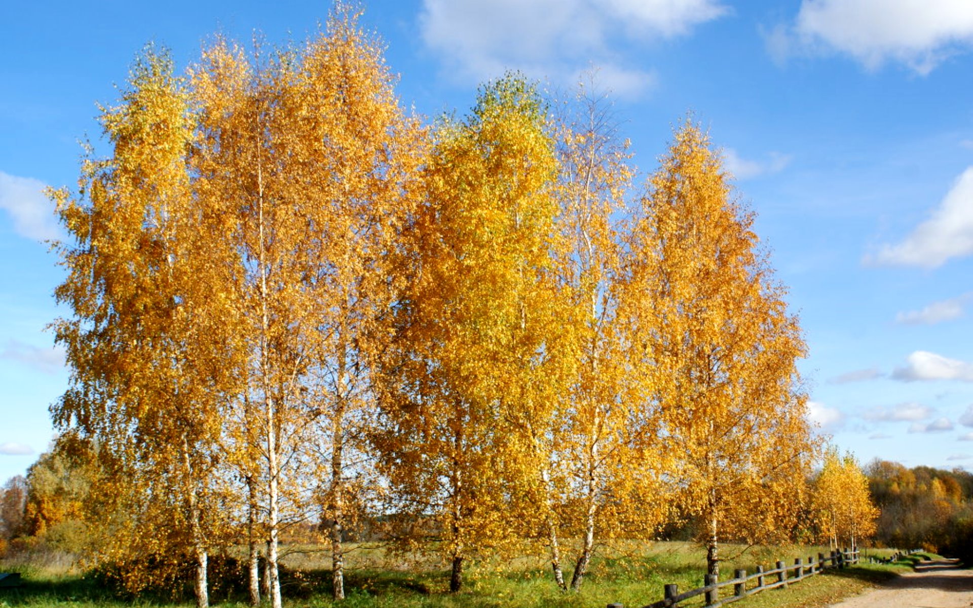 Золотая береза дерево. Березова роща Золотая осень. Осенняя береза. Береза осень. Береза осенью.