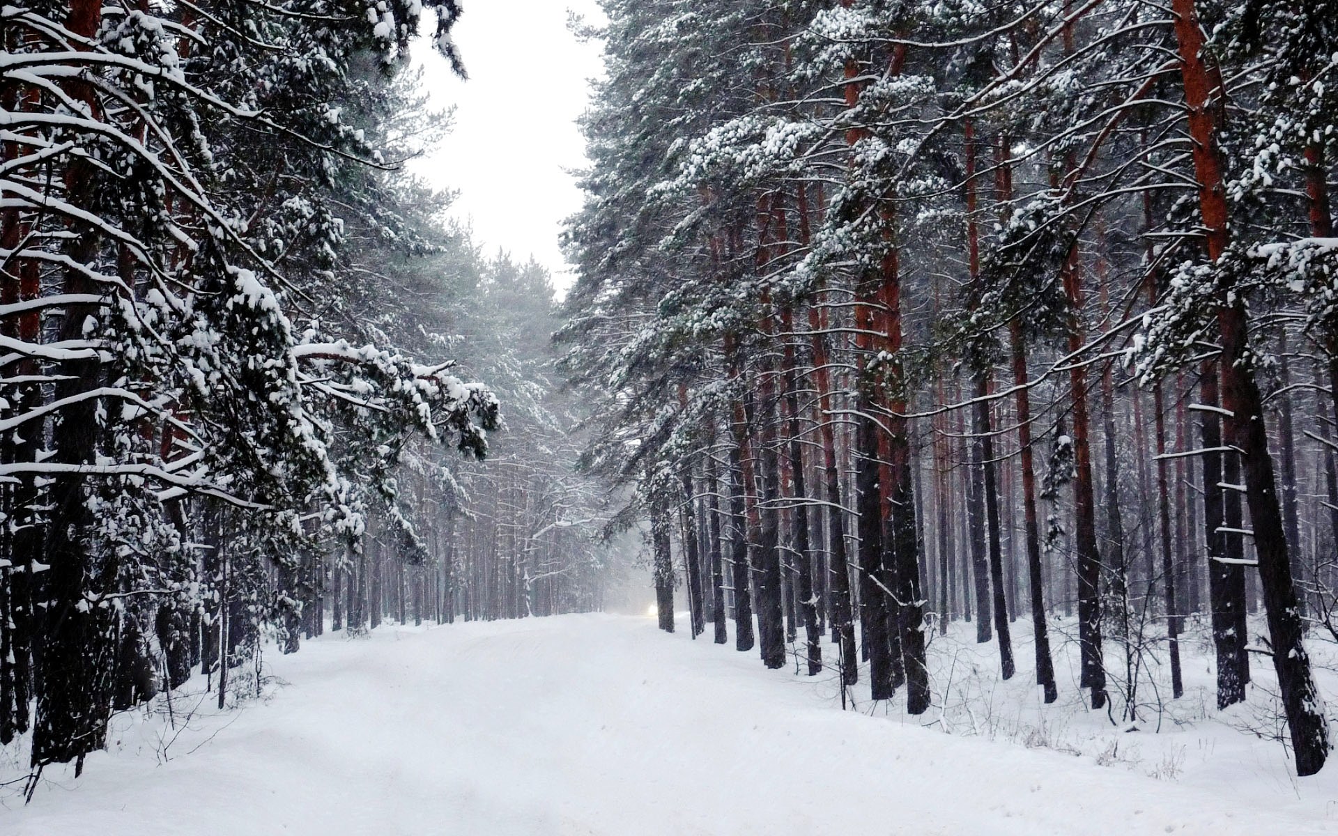 Декабрь картинки. Зима в лесу. Снежный лес. Зимой в лесу. Зимний Сосновый лес.