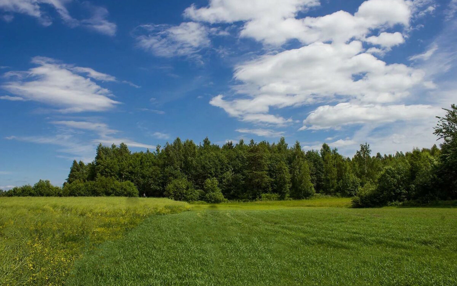 Фото Поле Лес