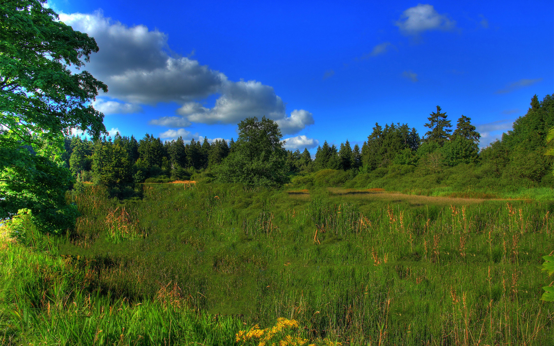 Лесная поляна марий эл. Лесной кировская область верхнекамский район. Погода в лесном. Битцевский лес поляна. Город спутник лесная поляна кемерово.