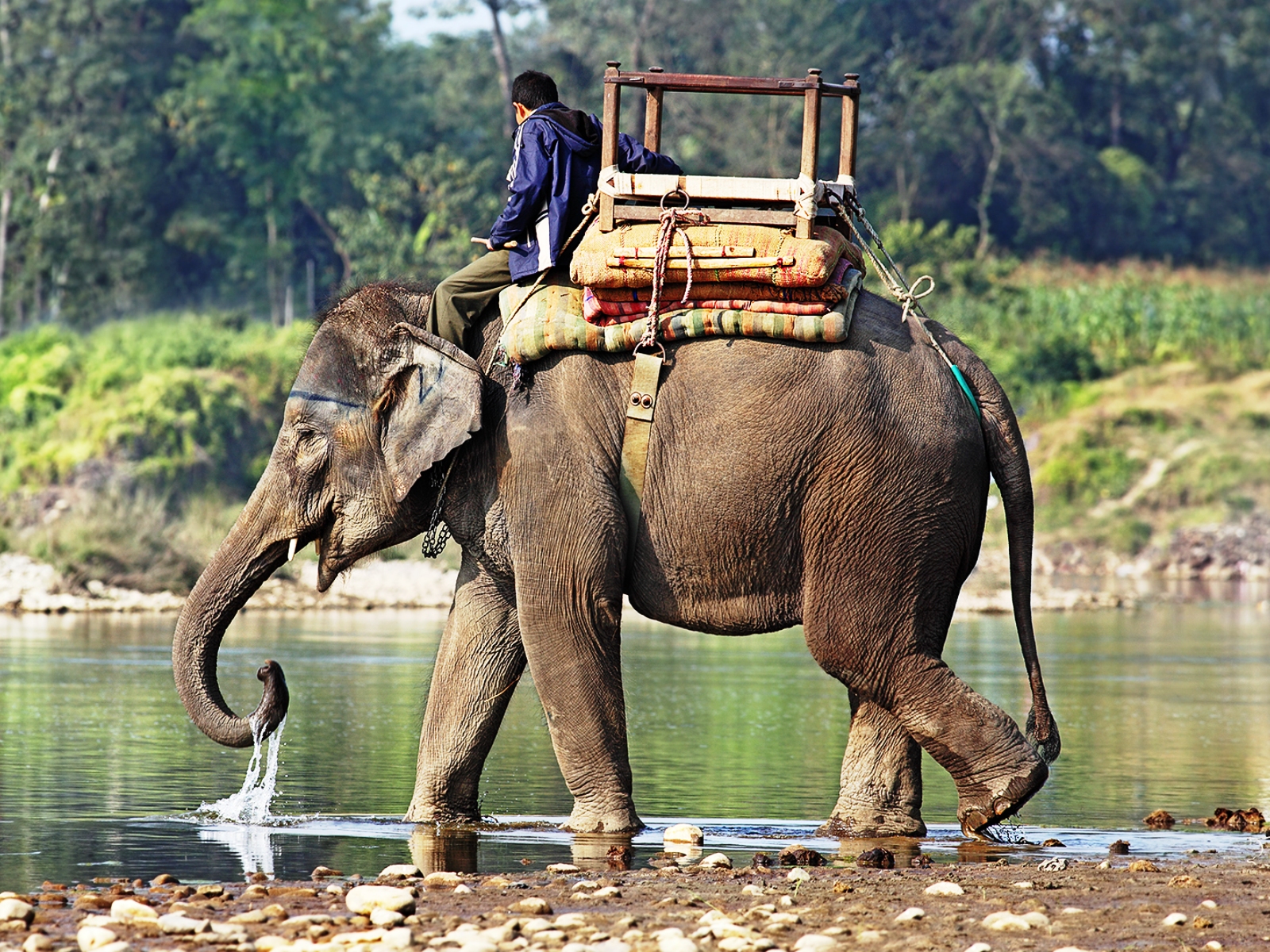 Indian elephant