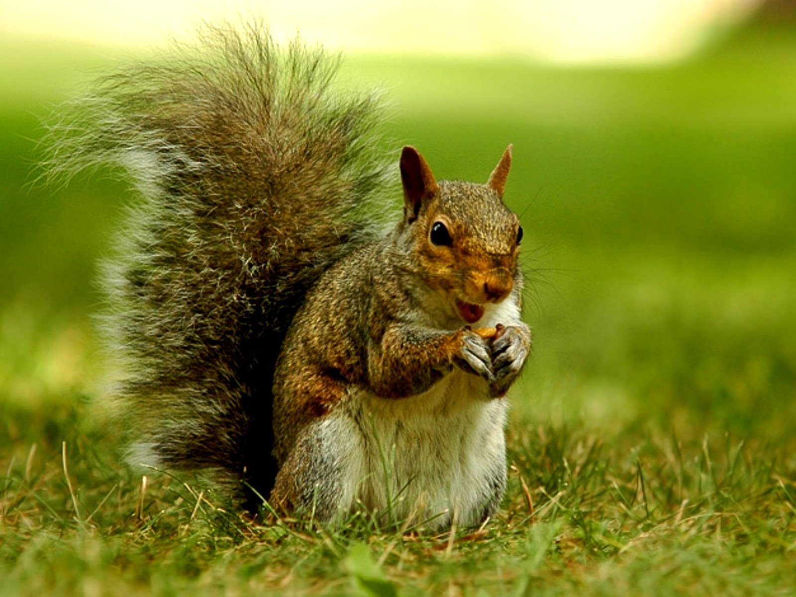 белки и ежи. ежики белочки. белочка с ежиком. ежики белочки. белочка с грибами.