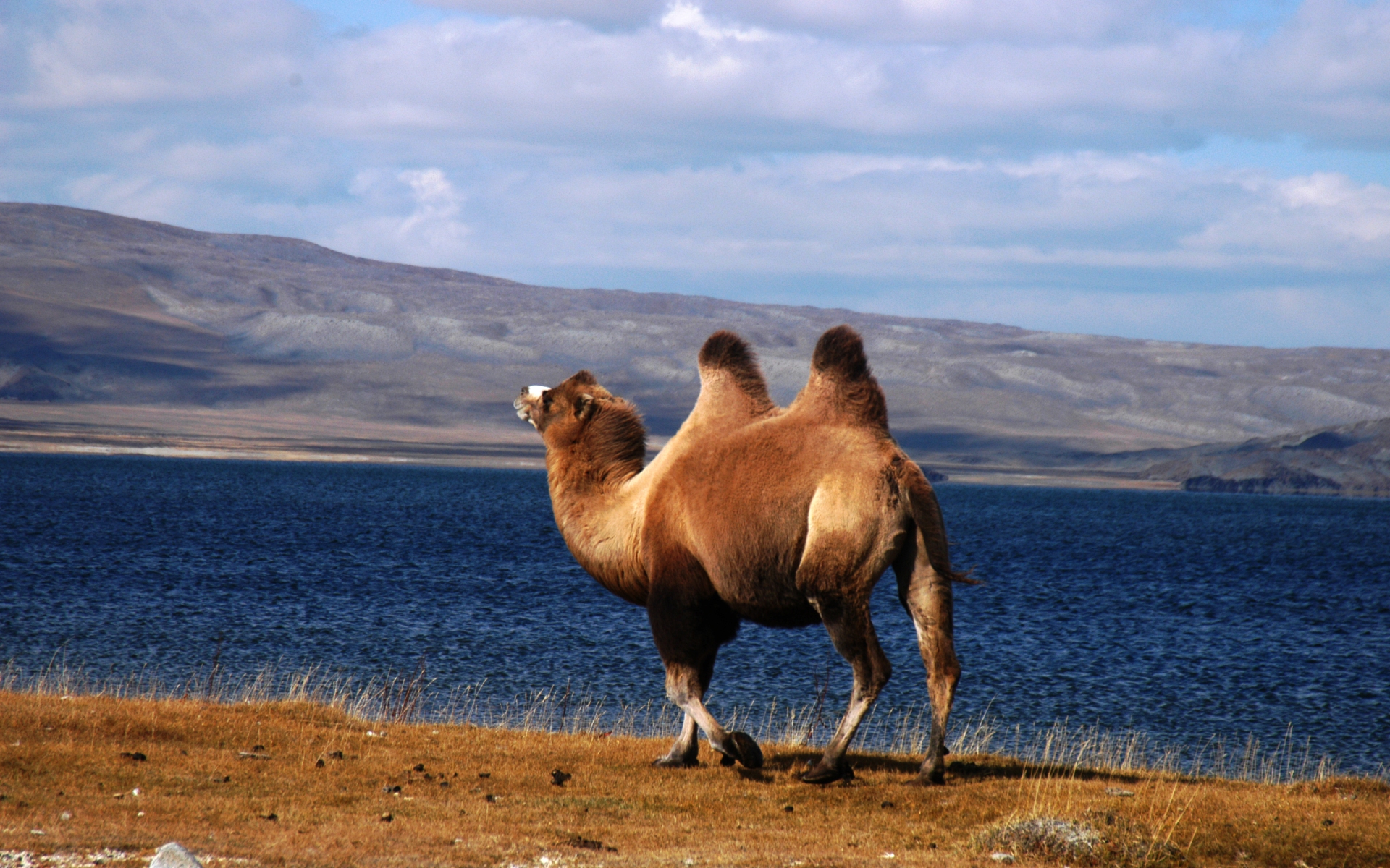 Верблюд в тундре. Бактриан - двугорбый монгольский верблюд Монголия. Республика Тыва верблюд. Енисей Верблюды. Верблюд в пустыне.