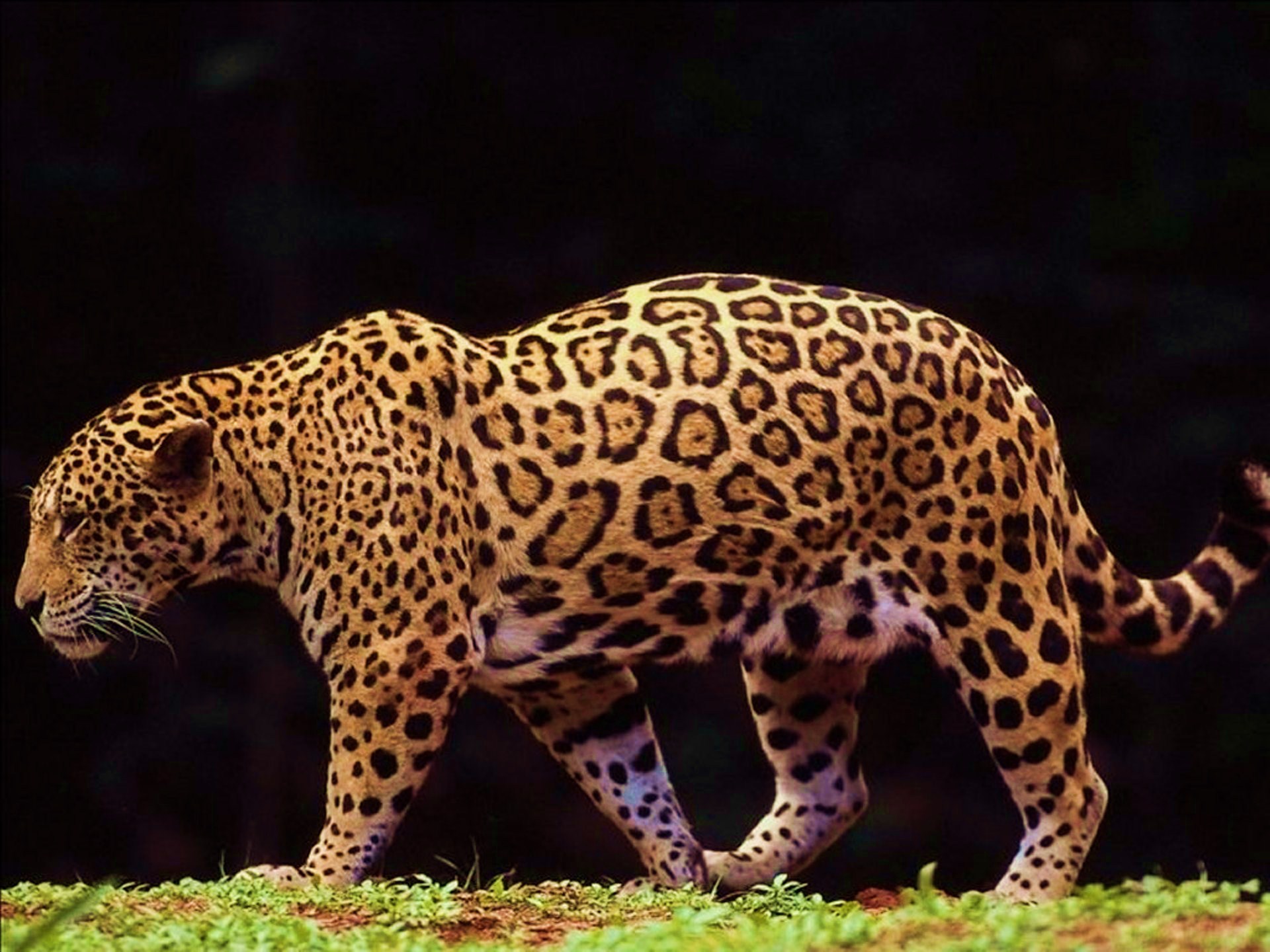 Животное дж. Джагуар леопард. Ягуар Южная Америка. Ягуар и леопард. Ягуар Panthera onca.